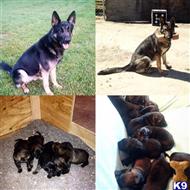 german shepherd puppy posted by michelle rocha
